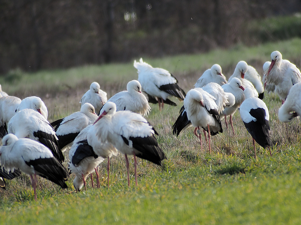 CIGOGNES BLANCHES LE   TOILETTAGE