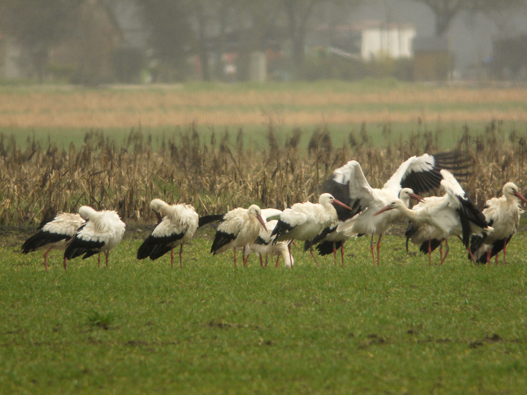 cigognes blanches Allou2