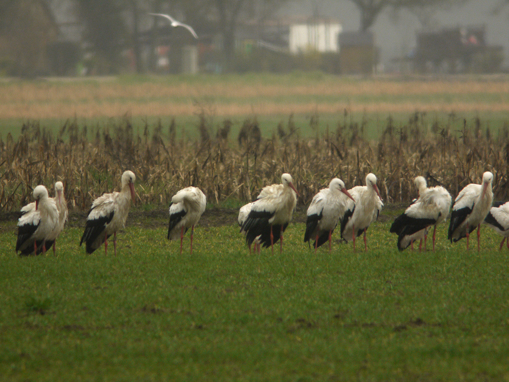 cigognes blanches allou1