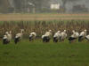 CIGOGNE BLANCHE ALLO 1