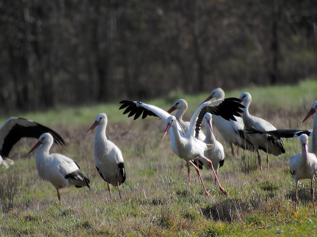 CIGOGNES BLANCHES L ENVOL