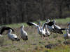 cigognes blanches l envol 