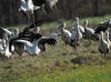 cigognes blanches l envol 2