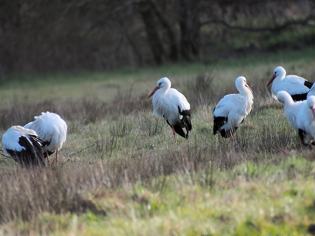 cigognes blanches le reveil