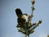 COUCOU2.jpg (112306 octets)
