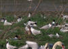 crue ile aux oiseaux 3