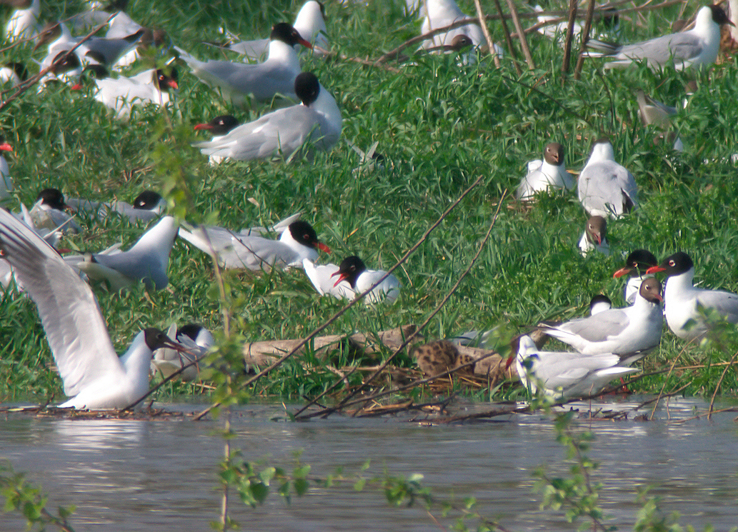 crue ile aux oiseaux 3