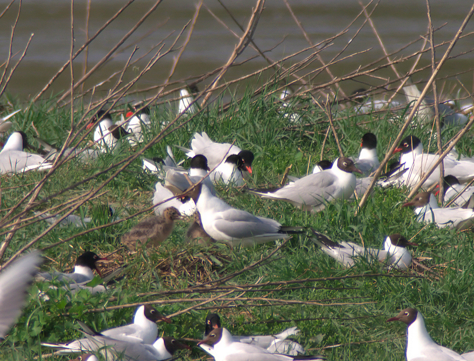 crue ile aux oiseaux 1