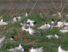 CRUE ILE AUX OISEAUX 1