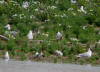 CRUE  MOUETTE