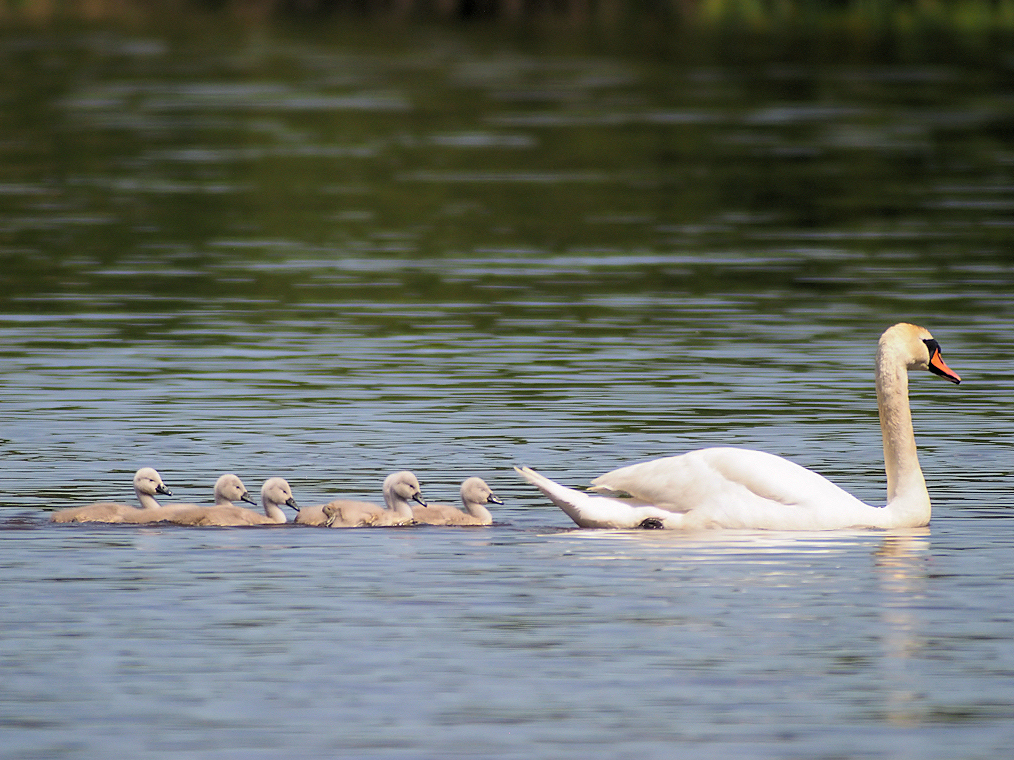 CYGNE EN FILE
