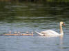 cygnes en file