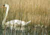 CYGNE_FAMILLE.jpg (635704 octets)