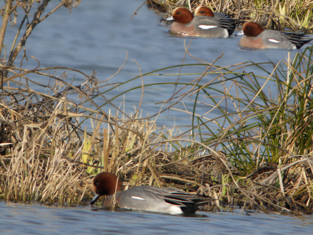 famille canards siffleurs