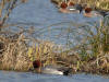 FAMILLE DE CANARDS SIFFLEURS
