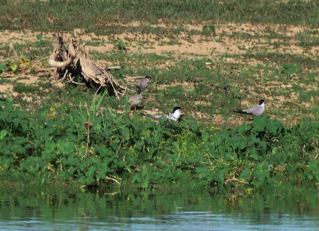FAMILLE DE STERNE PIERREGARIN