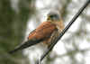 FAUCON CRECERELLE MALE CHIE.jpg (121398 octets)