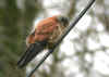 FAUCON CRECERELLE MALE.jpg (121566 octets)