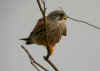 FAUCON_CREC_MALE_BELLEGARDE.jpg (327099 octets)