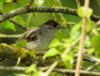 FAUVETTE SPSP.jpg (788169 octets)
