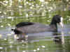 FOULQUE ADULTE.jpg (60767 octets)