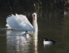 GARROTS LOIRE