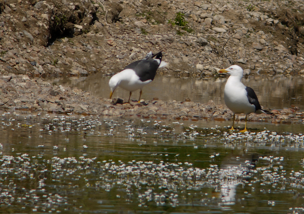 goeland brun sandillon 1