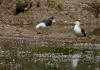 goeland brun sandillon 1