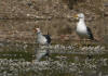 GOELAND BRUN SANDILLON 2