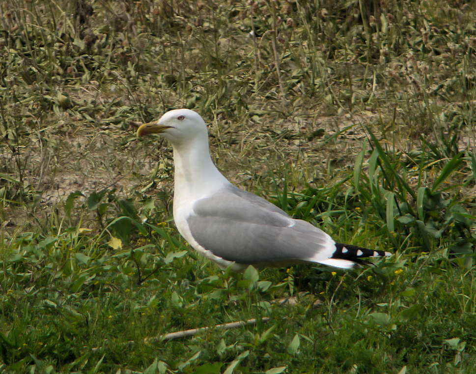 GOELAND LEUCOPHEE