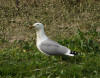 goeland sandillon