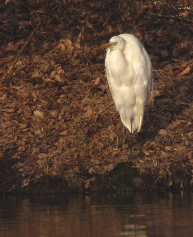 grande aigrette Bruel
