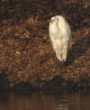 grande aigrette Bruel