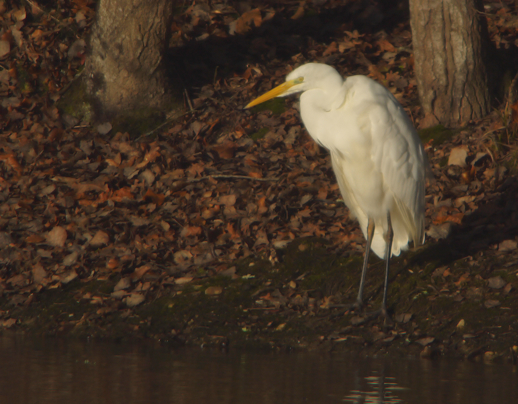 GRANDE AIGRETTE BRUEL 2