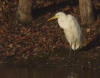 grande aigrette bruel 2