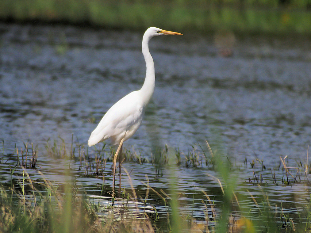 grande aigrette fiere