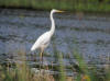 grande aigrette fiere