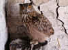 GRAND DUC CAPTIFRED.jpg (69475 octets)