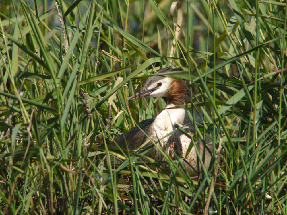 GREBE AU NID BAUMONT