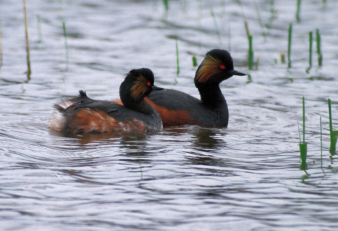 COUPLE GREBE COU NOIR