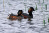 couple grebes cou noir