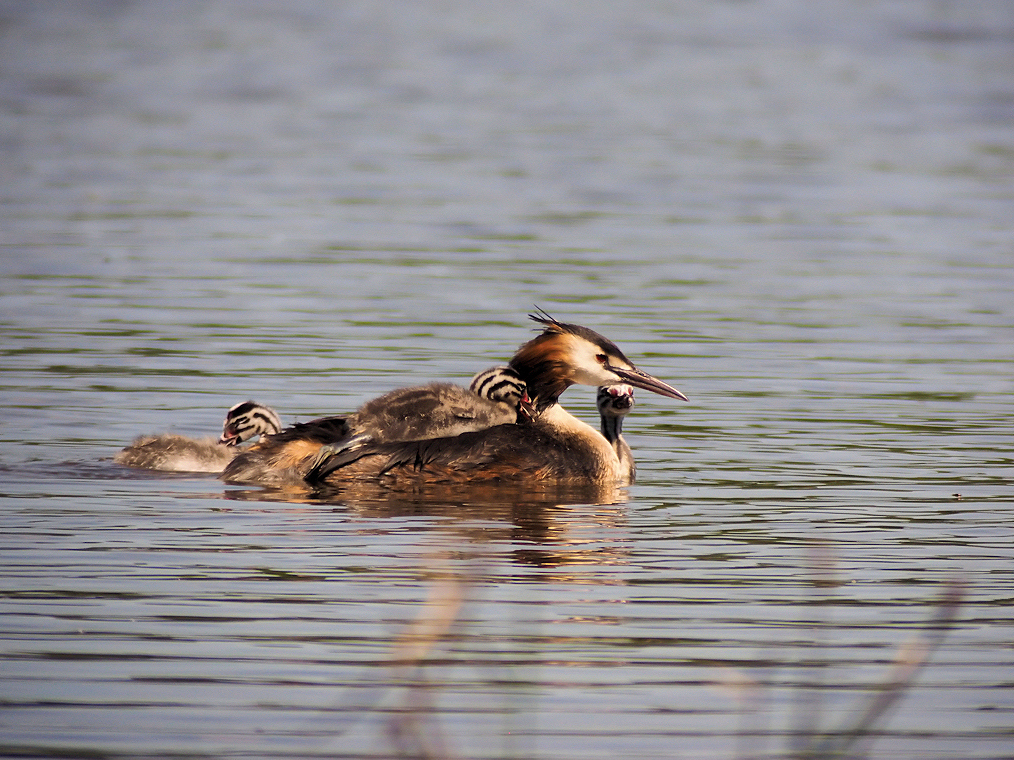 GREBE TAXI