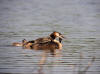 grebe et bebe sur dos