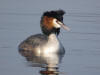 grebe la ferte