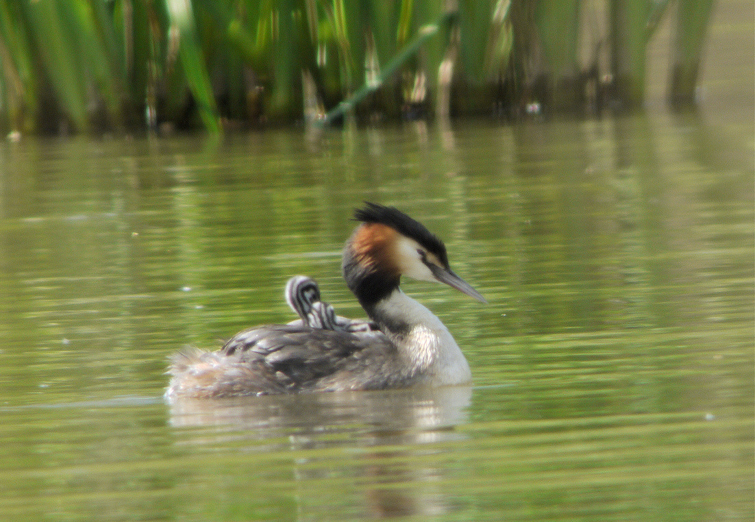 GREBE TAXI