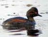GREBE COU NOIR BAUHARNAIS.jpg (540190 octets)