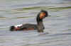 GREBE TETE NOIRE.jpg (38256 octets)
