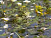 GRENOUILLE.jpg (71712 octets)
