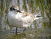 GUIFETTE JUVENILE.jpg (358787 octets)