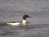 HARLE BIEVRE LOIRE